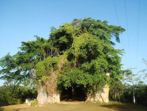 Ruínas da Igreja de Nosso Senhor da Vera Cruz cobertas pela vegetação e por uma grande gameleira
