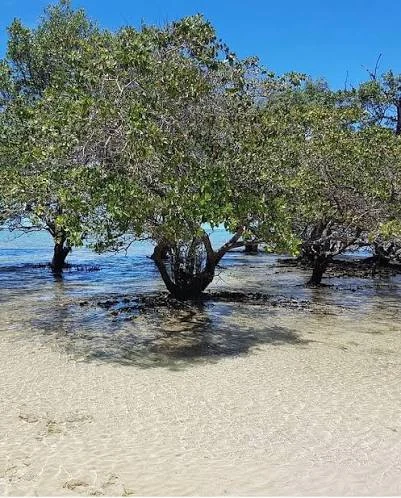 Mangue em águas rasas na região de Conceição