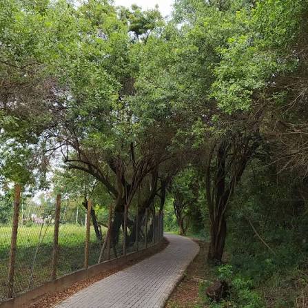Caminho pavimentado cercado por árvores