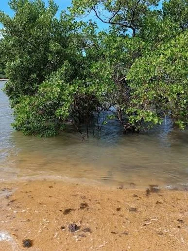 Manguezal de Matarandiba com árvores parcialmente cobertas pela água